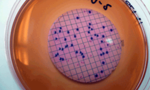 Cargar imagen en el visor de la galería, Evaluación de la Incertidumbre de Medición en Métodos de Ensayos Microbiológicos (según ISO 29201:2012)