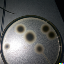 Cargar imagen en el visor de la galería, Interpretación de la norma ISO 13843:2017 orientada a la VALIDACION y VERIFICACION de métodos de ensayos microbiológicos cuantitativos para calidad de AGUAS